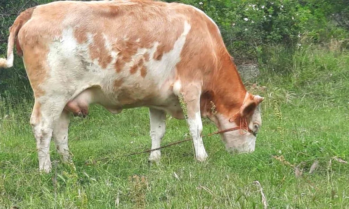 🐄 Shitet Lope Shterpe – Ne Gjendje Shume te Mire 🐄