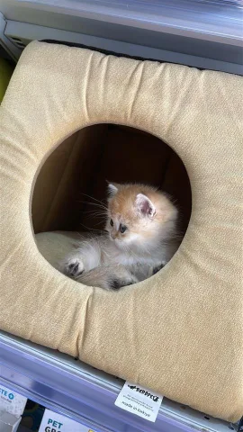 British Shorthair Golden