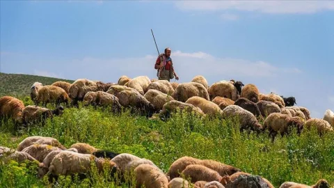 Kerkoj coban per dele