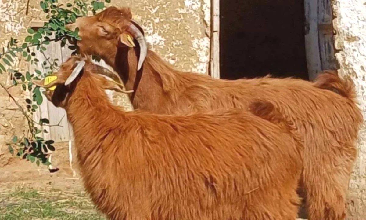 🐐 Shiten 2 Keca Meshkuj – Te Shendetshem dhe Cilesore 🐐