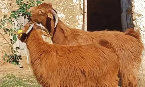 🐐 Shiten 2 Keca Meshkuj – Te Shendetshem dhe Cilesore 🐐