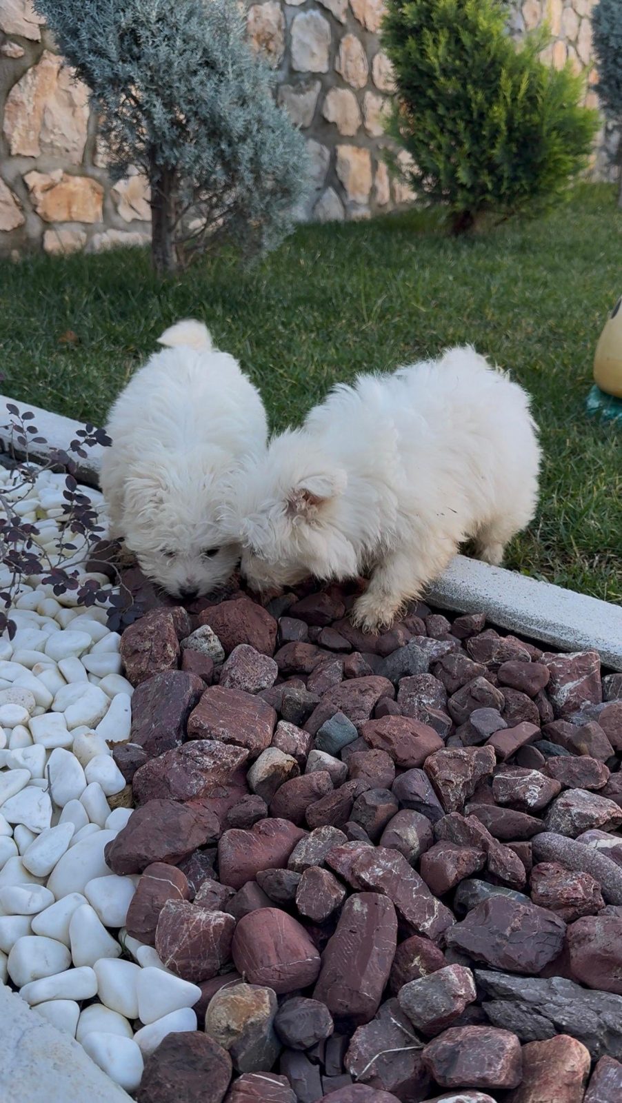 Qenush Maltese