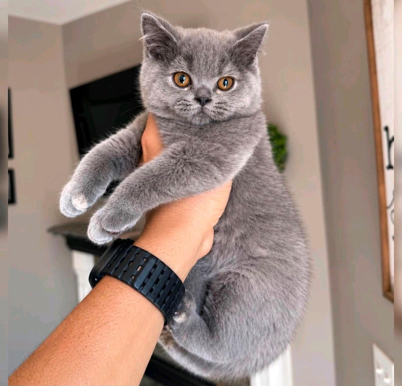 Mace british shorthair