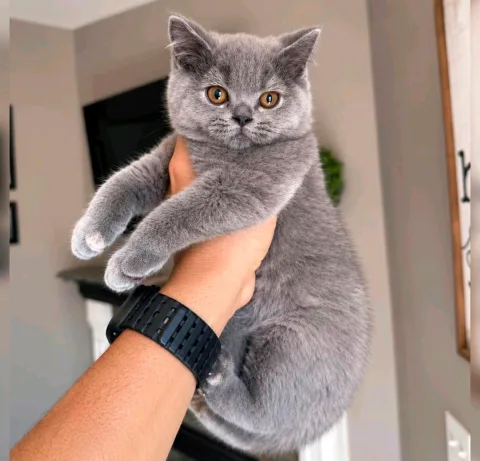 Mace british shorthair