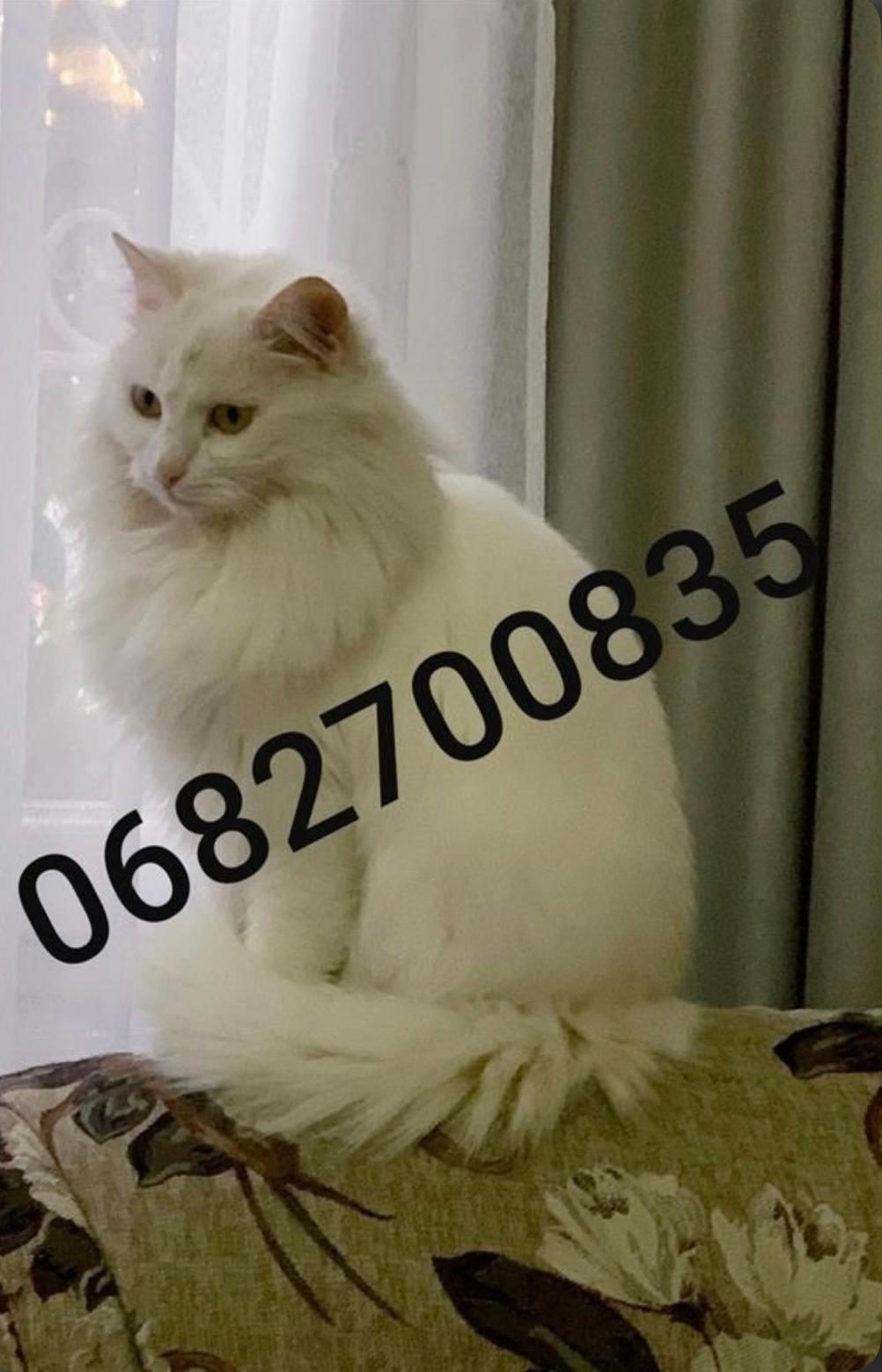 Shitet mace femer Turkish Angora