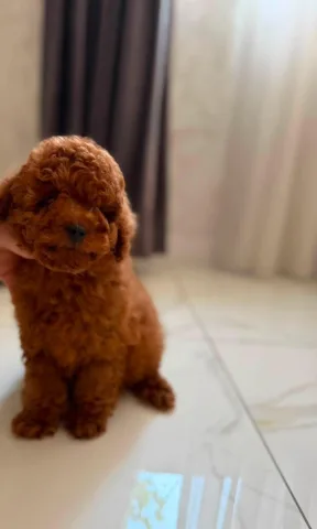 Toy Poodle