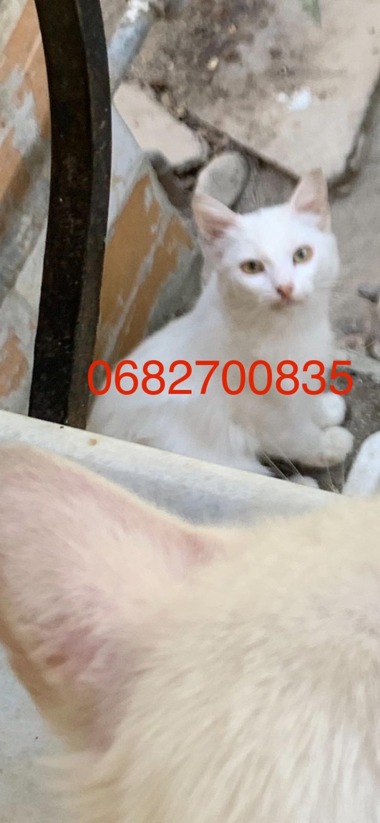 Shiten mace kotele Turkish Angora