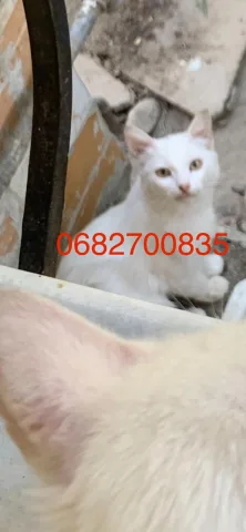Shiten mace kotele Turkish Angora