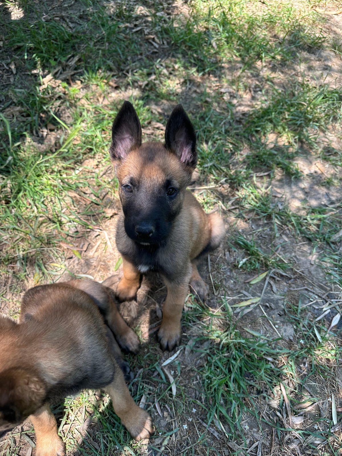 Shiten pastor belg malinois!