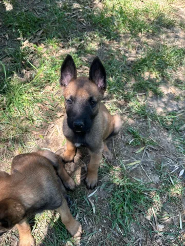 Shiten pastor belg malinois!