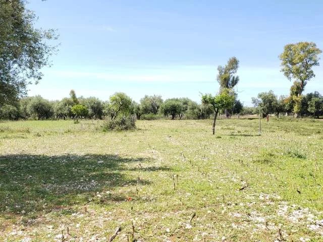 Mundesi E Rralle: Investim Ne BORSH: 📍 Rivieren E Mrekullueshme Te Jugut (950m2) Turall Ne Rruge Kryesore - 950 m² ✨ 115