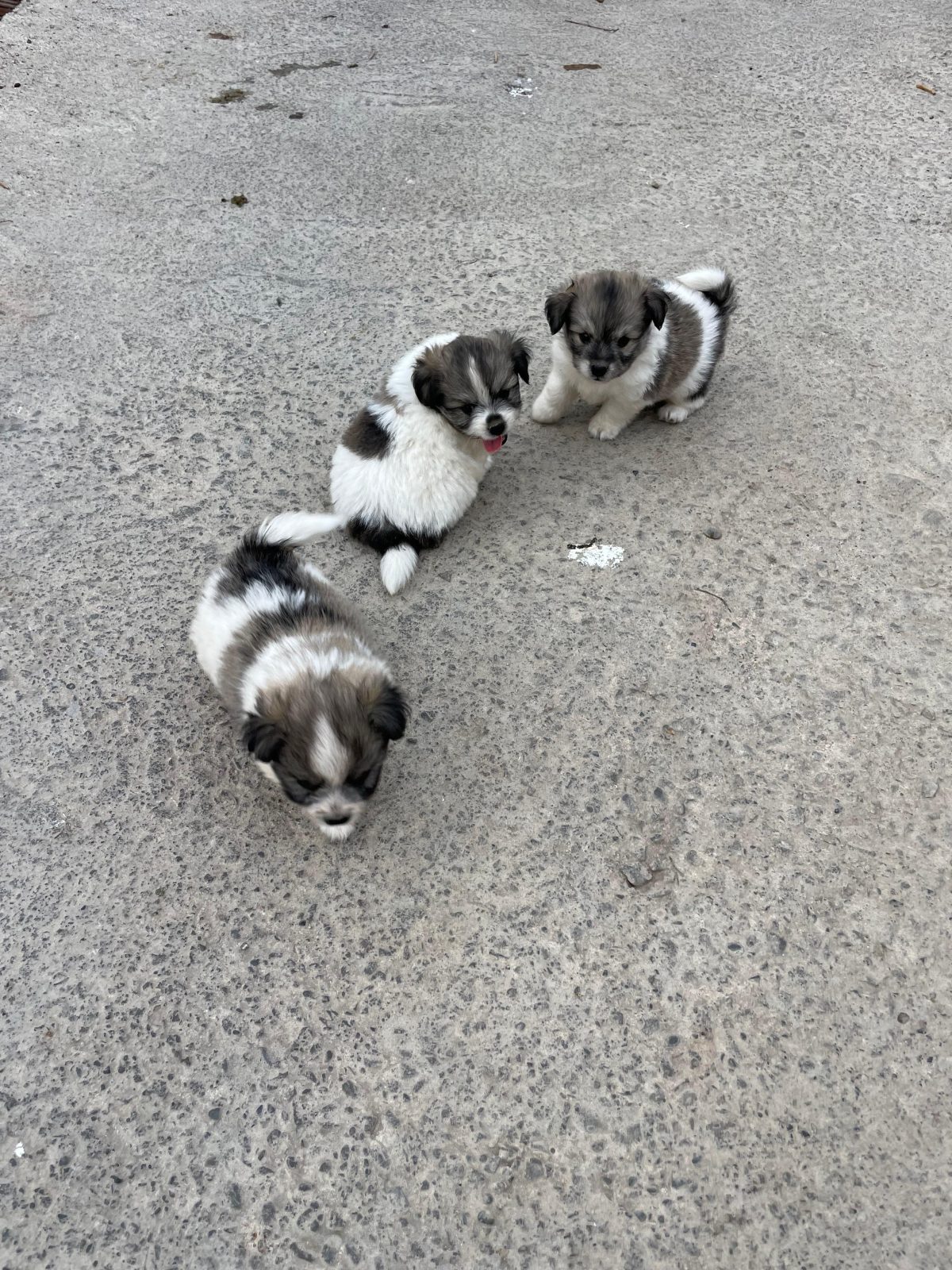 Mini Spitz