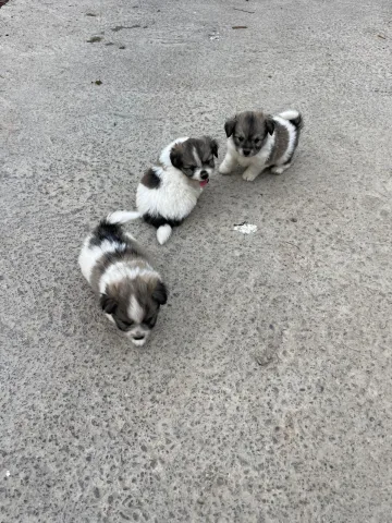 Mini Spitz