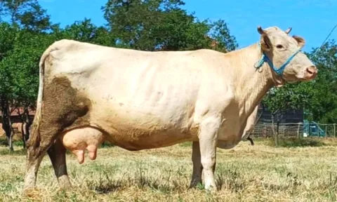 🐄 Shitet Lope Qumeshtore – 15 Litra Qumesht ne Dite 🐄