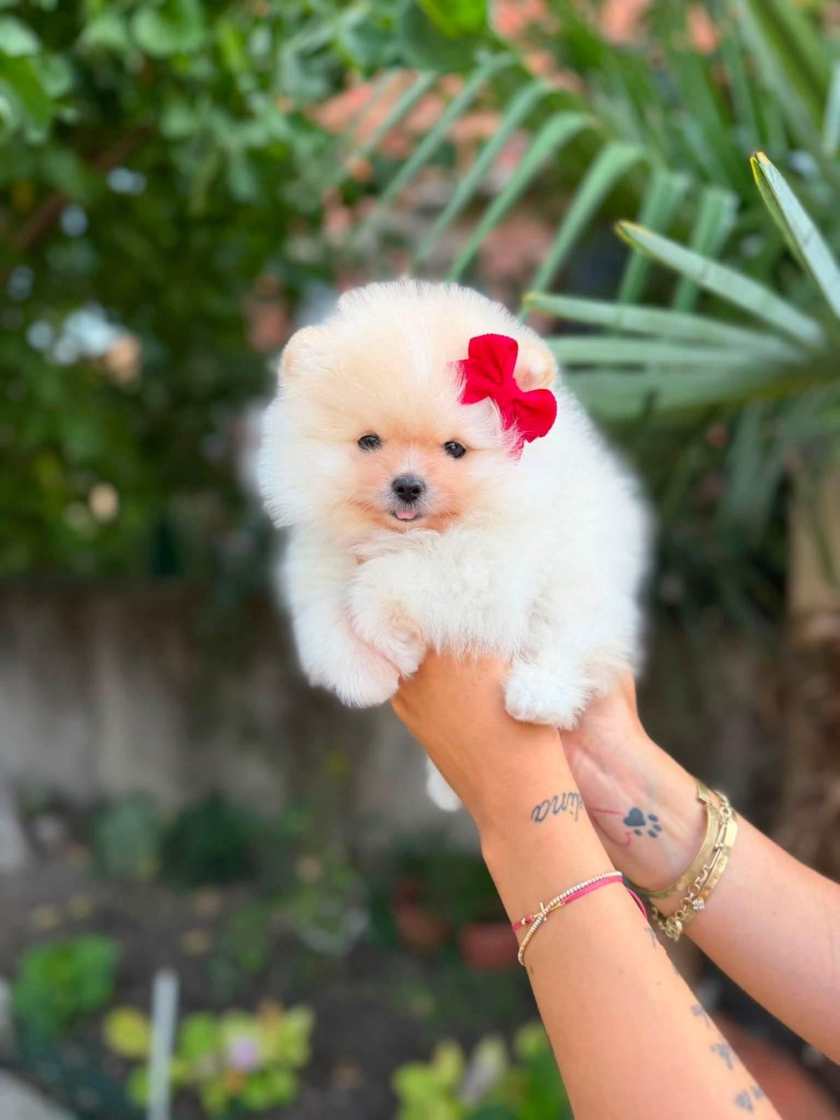 Pomeranian boo