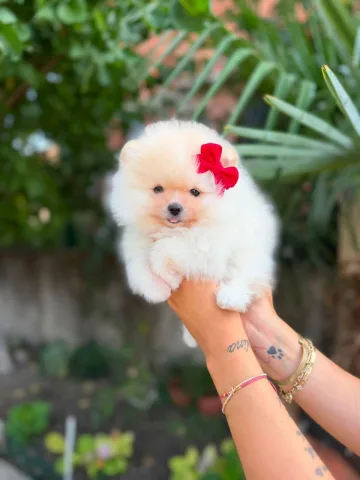 Pomeranian boo
