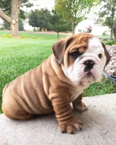 Bulldogë anglezë
