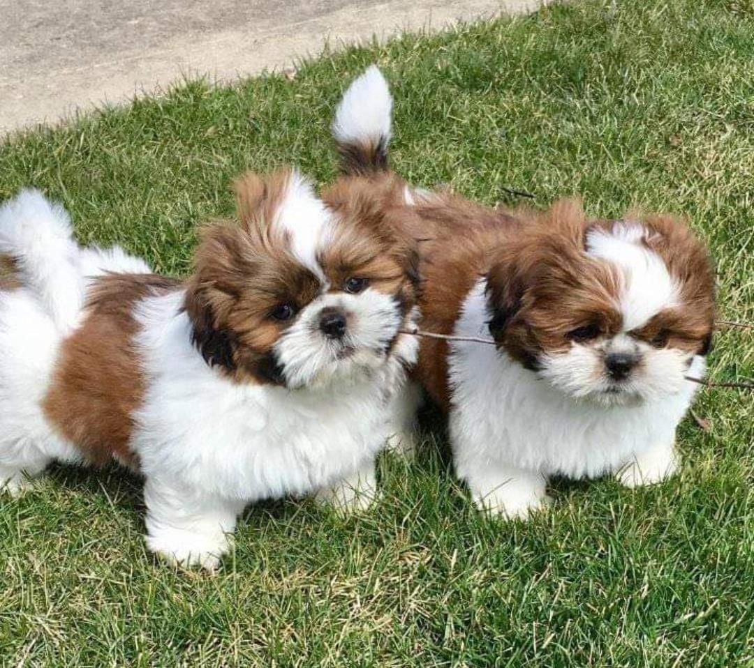 Shesim kelyshe Shihtzu