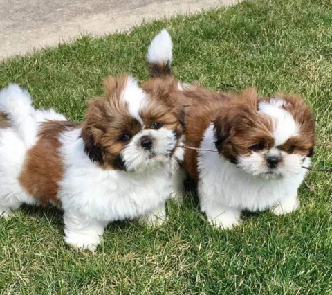 Shesim kelyshe Shihtzu