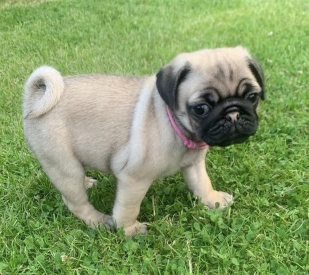 Shesim Kelyshe Pug
