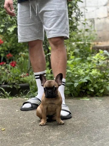 Shesim kelyshe French Bulldog