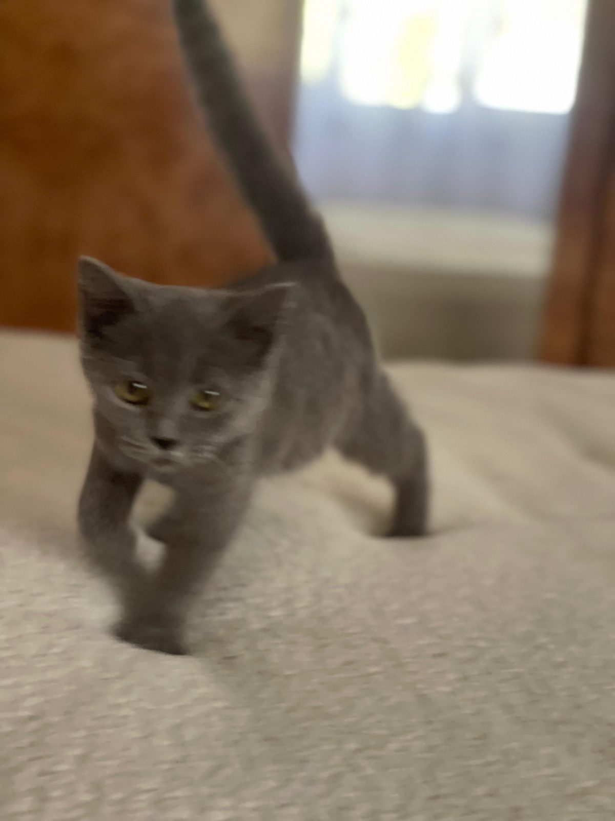 Shitet British Shorthair 3 muajsh