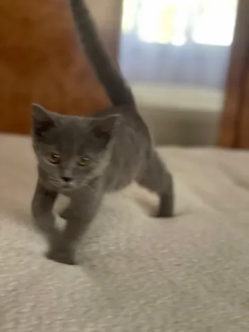 Shitet British Shorthair 3 muajsh