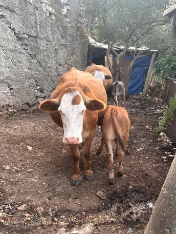 4 lopë + 3 viça