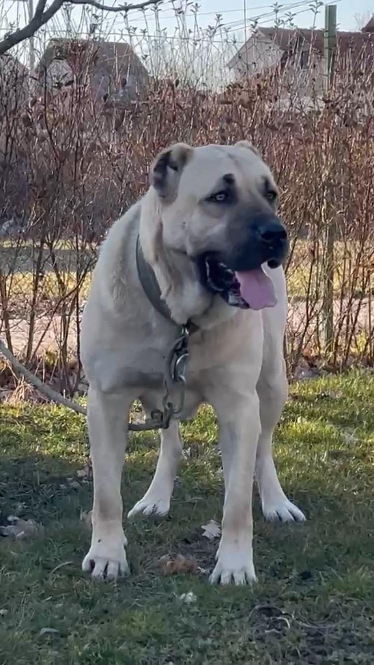 Femer kangal shum e eger