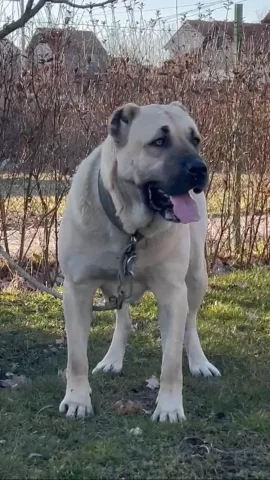 Femer kangal shum e eger