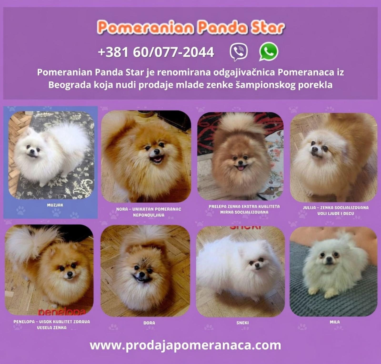 Pomeranian qen për shitje