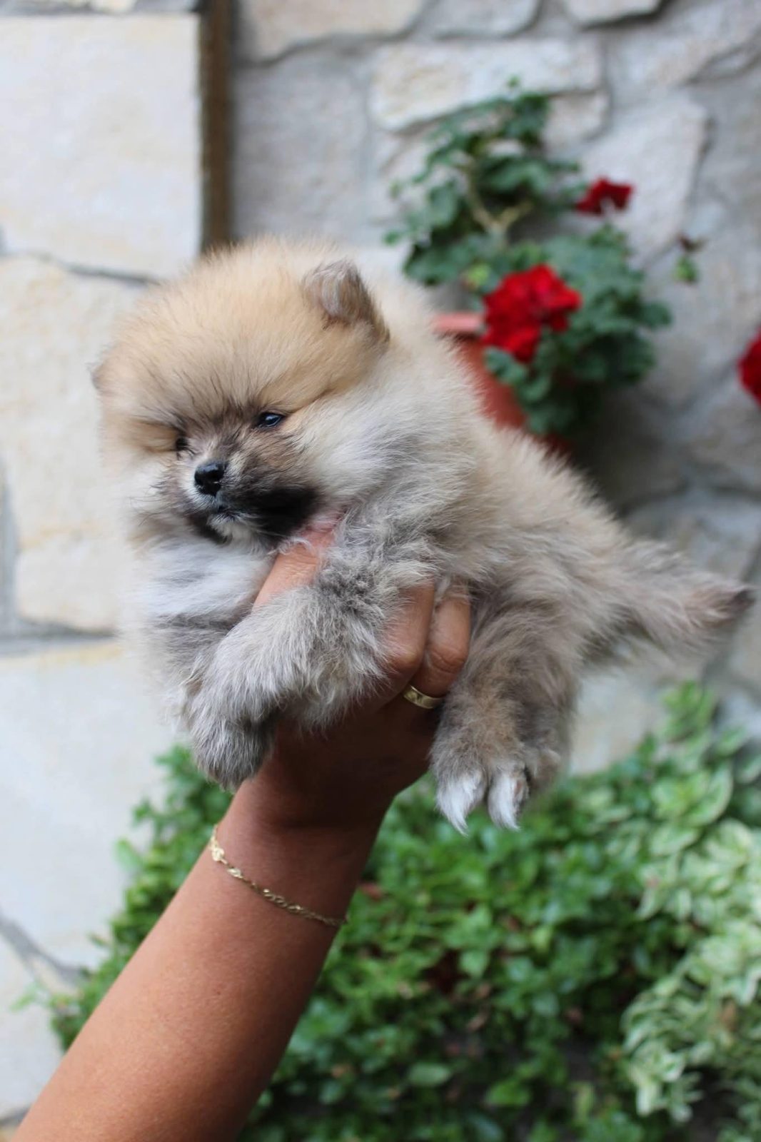 Pomeranian boo