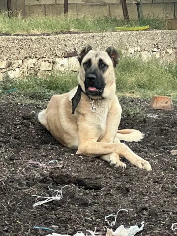 Kangal femer