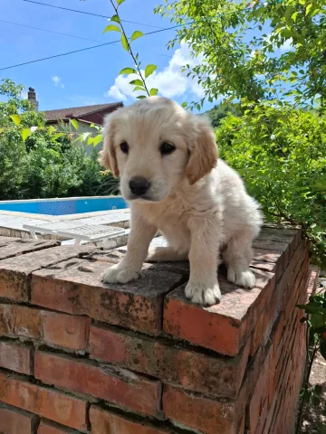 golden retriever