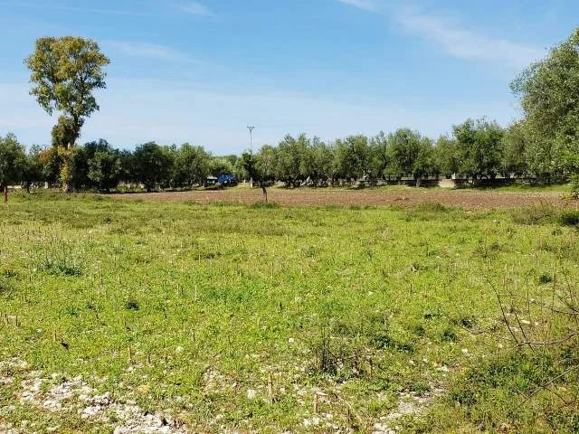 Borsh, shitet toke , 1.000 m² 129.000 € (me vendndodhje ne Borsh.)