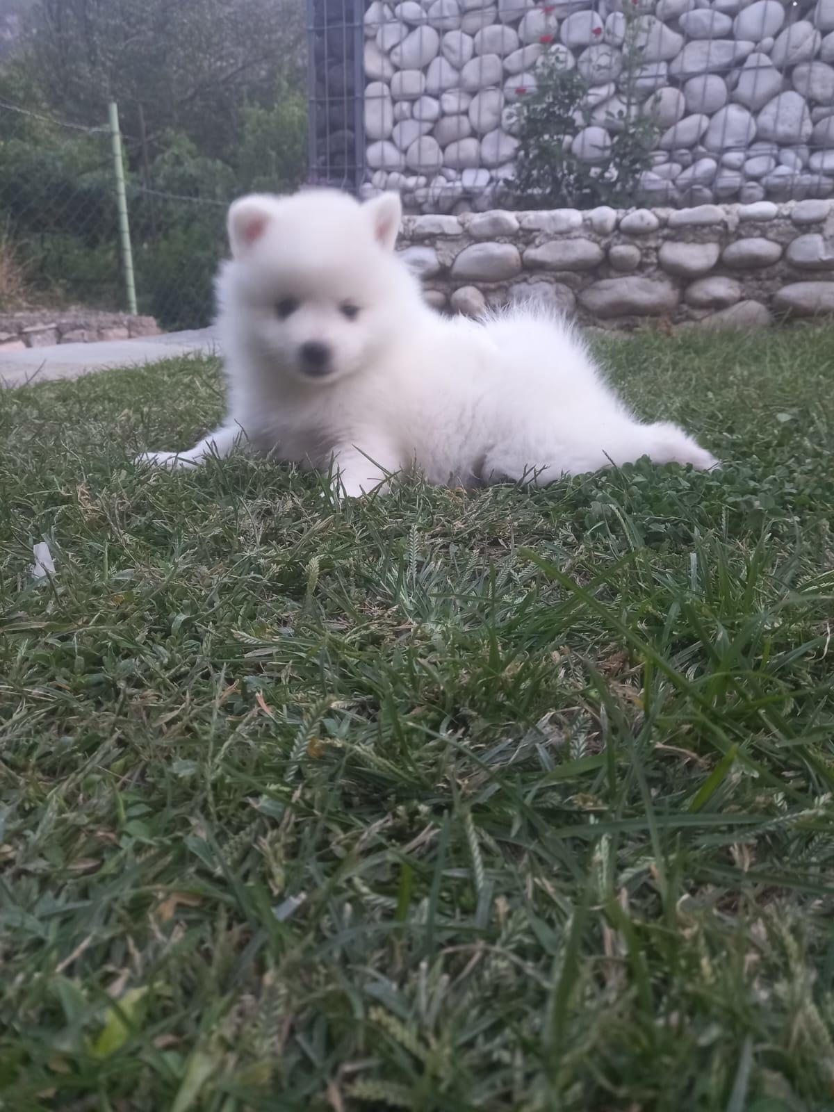 Mini spic
