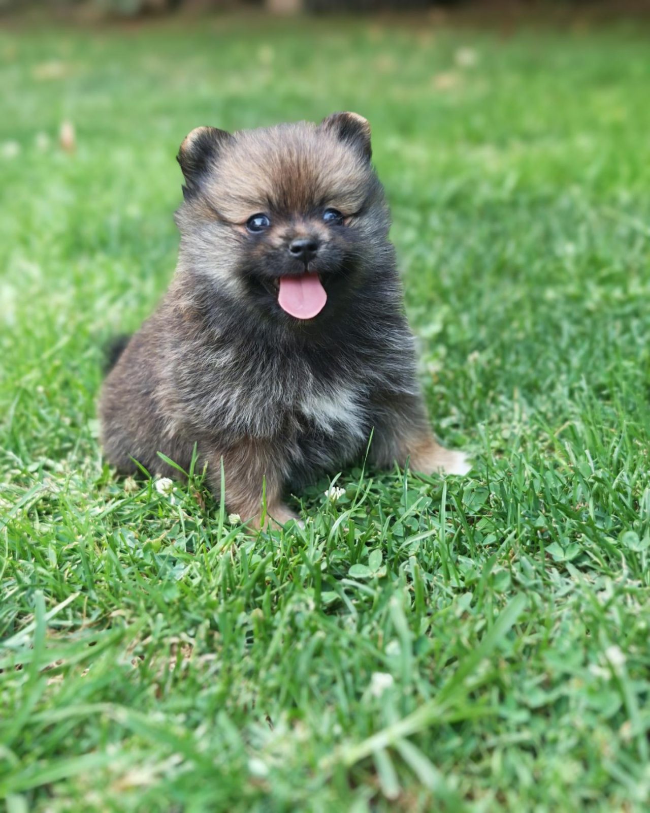Pomeranian Spitz, këlysh femër