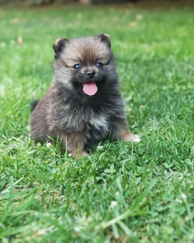 Pomeranian Spitz, këlysh femër