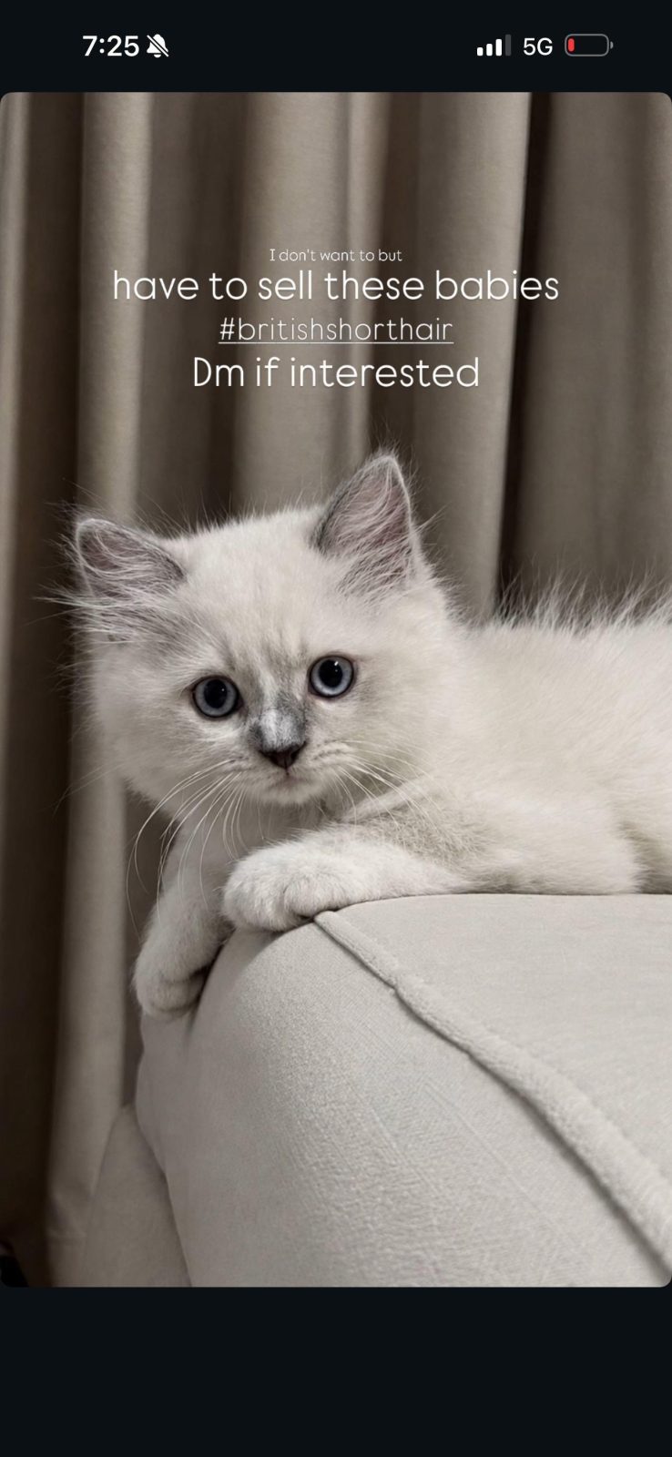 British Shorthair cats