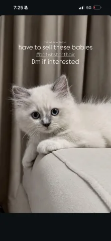British Shorthair cats