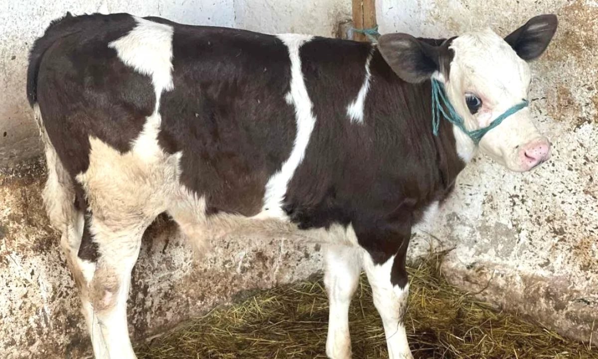 🐄 Shitet Vic Mashkull 1 Muajsh