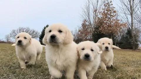 Shesim Golden Retriever