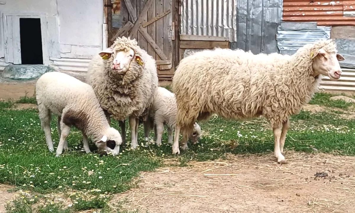 🐑🔥 Shiten 2 dele me qengja