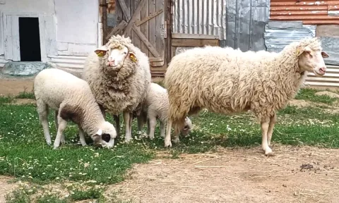 🐑🔥 Shiten 2 dele me qengja