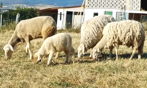🐑 Shiten 3 Dele dhe 1 Qingj