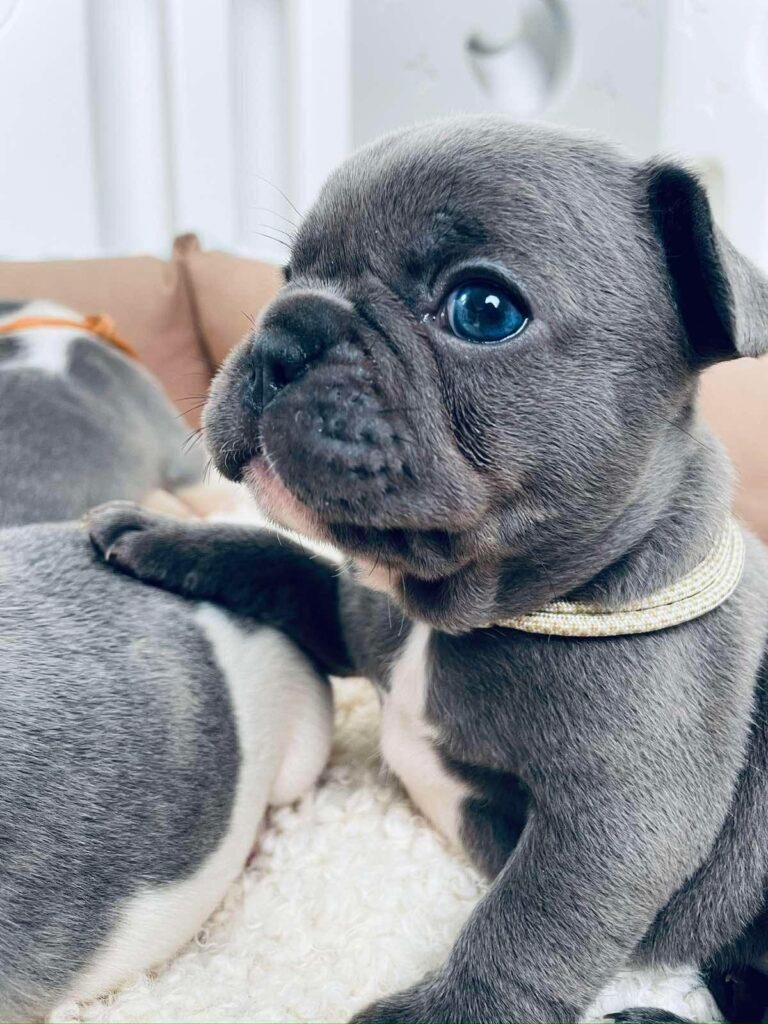 Bulldogë francezë ekzotikë blu dhe merle