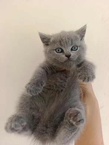 British Shorthair