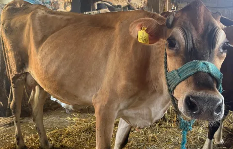 🐄 SHITEN LOPËT