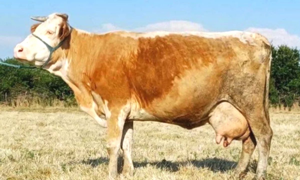 🐄 Shitet Lope Shterpe e Fushes 🐄