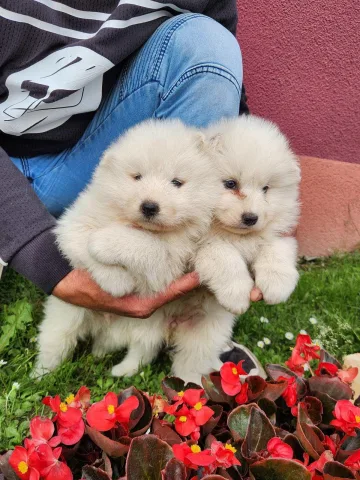 Kelysh samoyed
